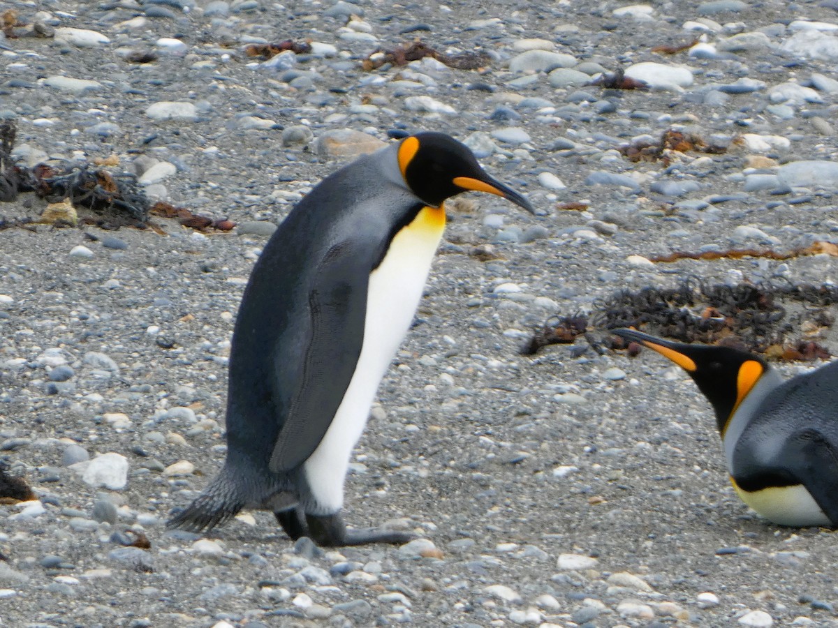 King Penguin - ML614607538