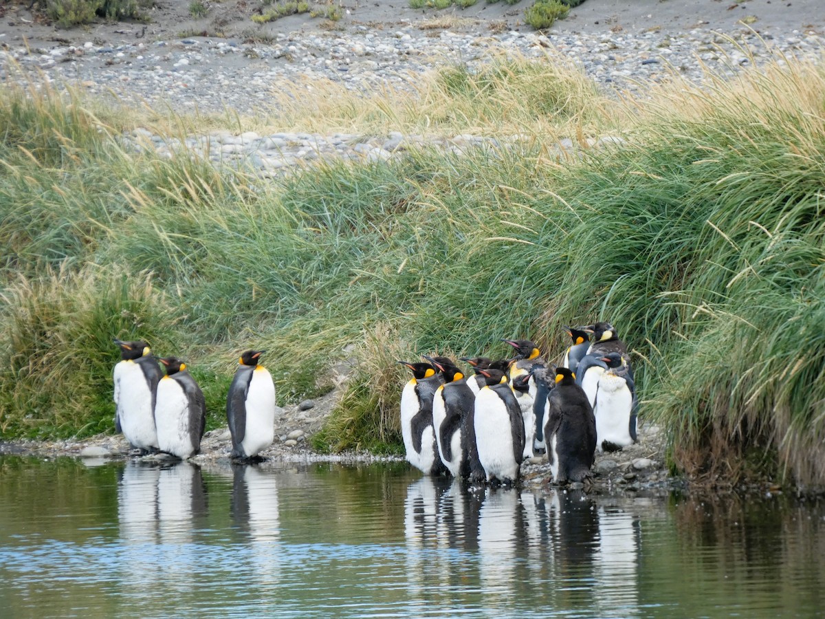 tučňák patagonský - ML614607548