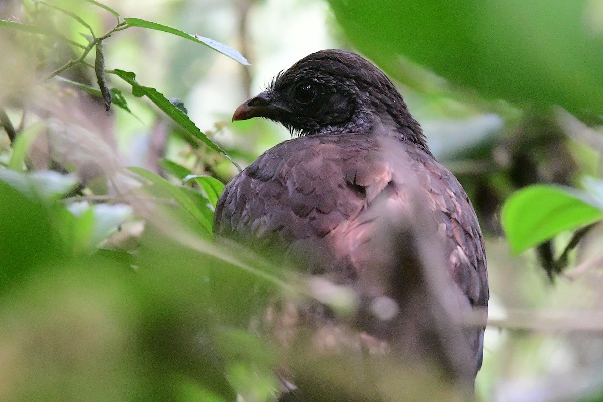 Andean Guan - Eugenia Boggiano