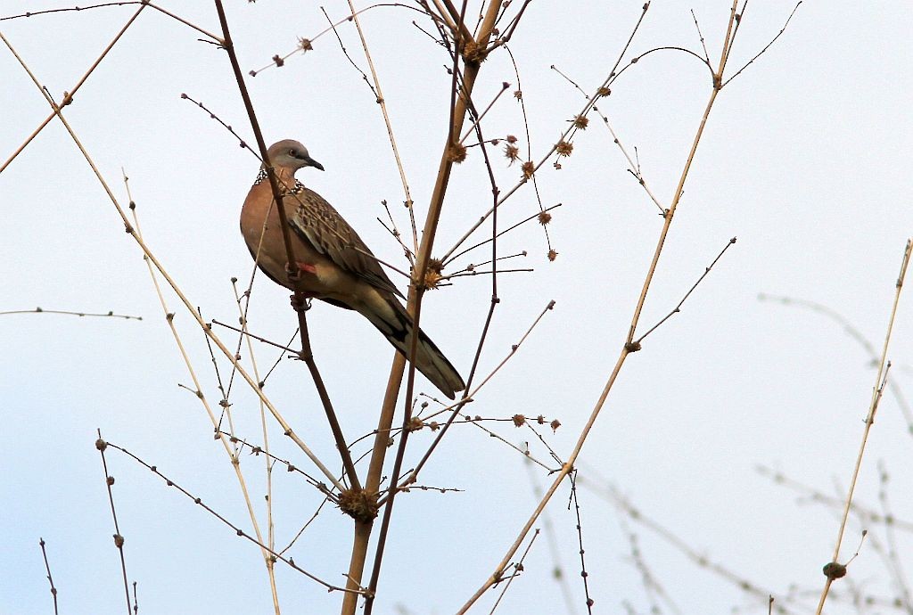 Spotted Dove - ML614607648