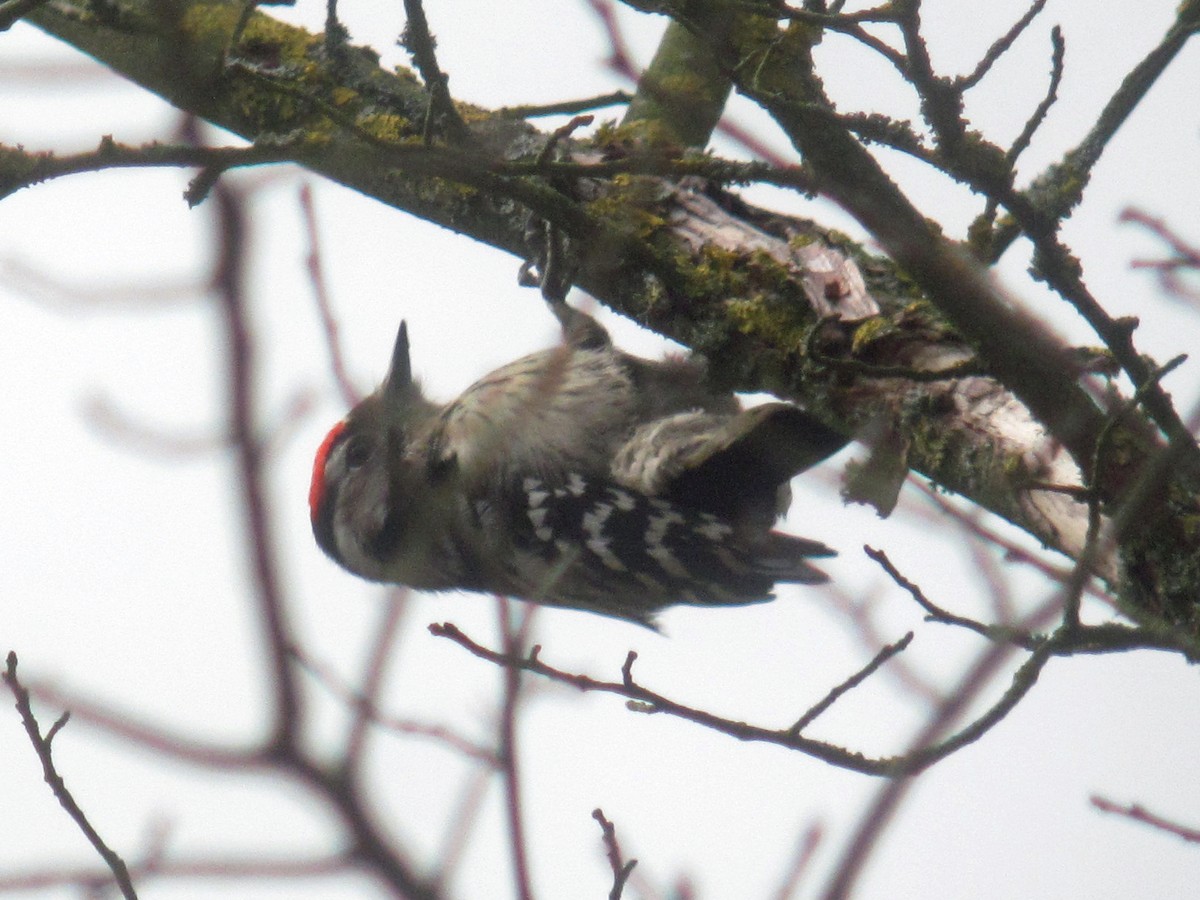 Lesser Spotted Woodpecker - ML614607654