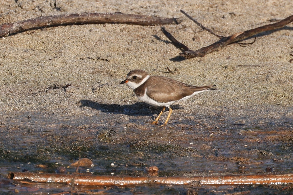 Semipalmated Plover - ML614607659
