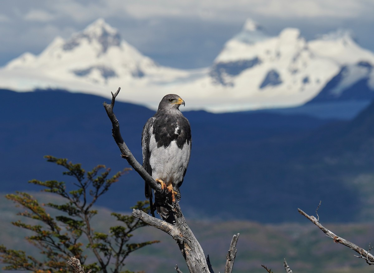 Black-chested Buzzard-Eagle - ML614607684