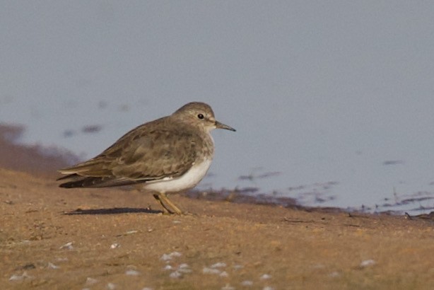 Temminck's Stint - Nader Fahd