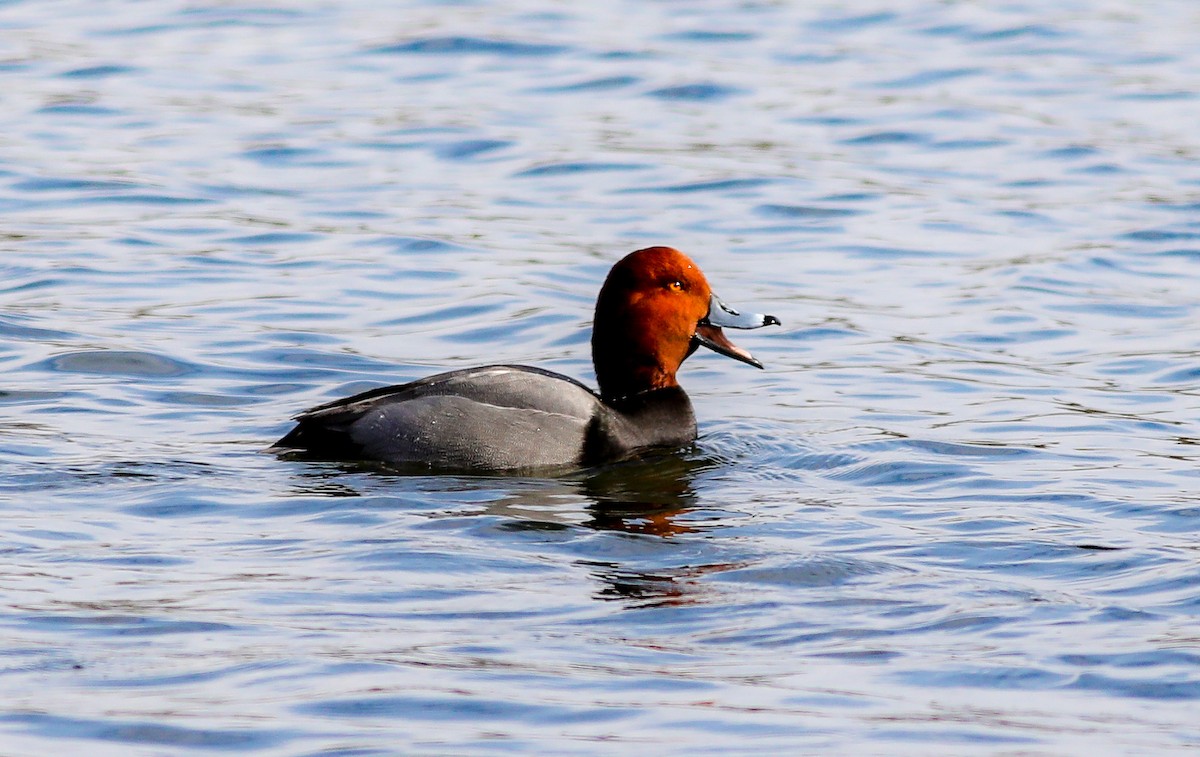 Redhead - ML614607692