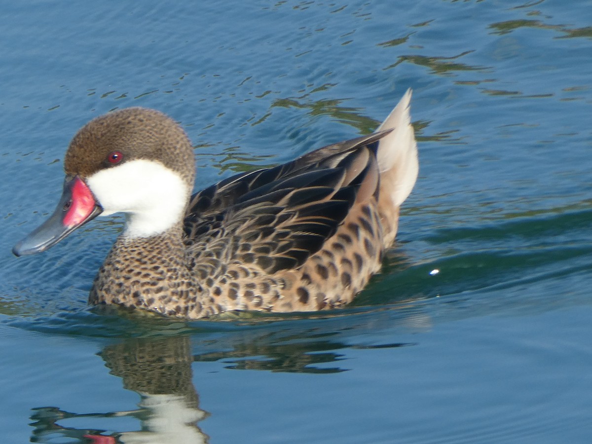 White-cheeked Pintail - ML614607733