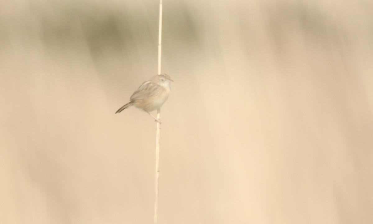 Zitting Cisticola - Evan Larson