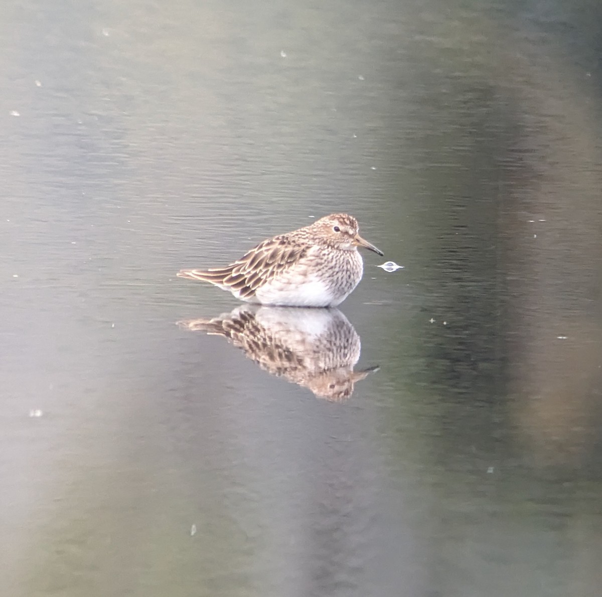 Graubrust-Strandläufer - ML614607765