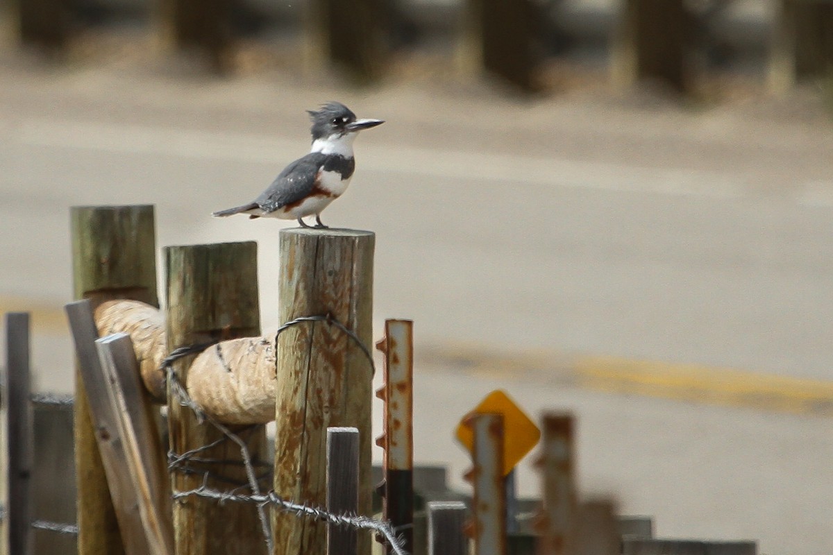 Belted Kingfisher - Dan Ellison