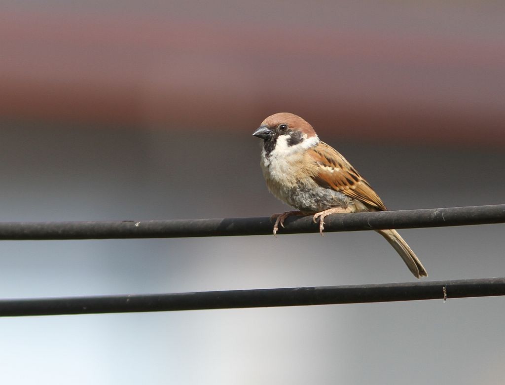 Eurasian Tree Sparrow - Petri Salakka