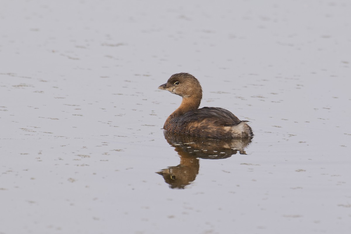 Pied-billed Grebe - ML614607948