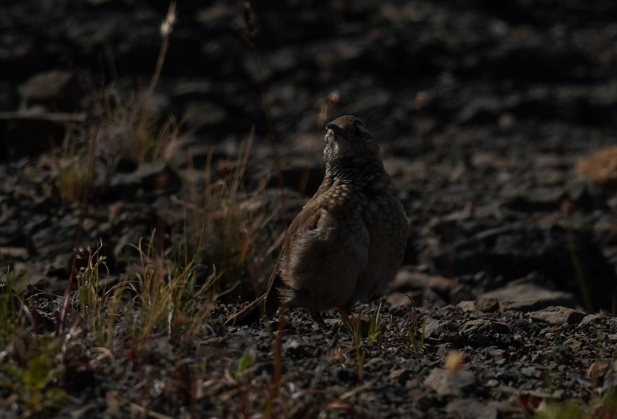 Scale-throated Earthcreeper - ML614607950