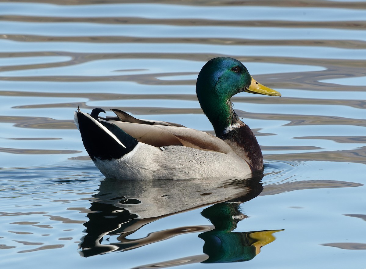 Mallard - ML614607952