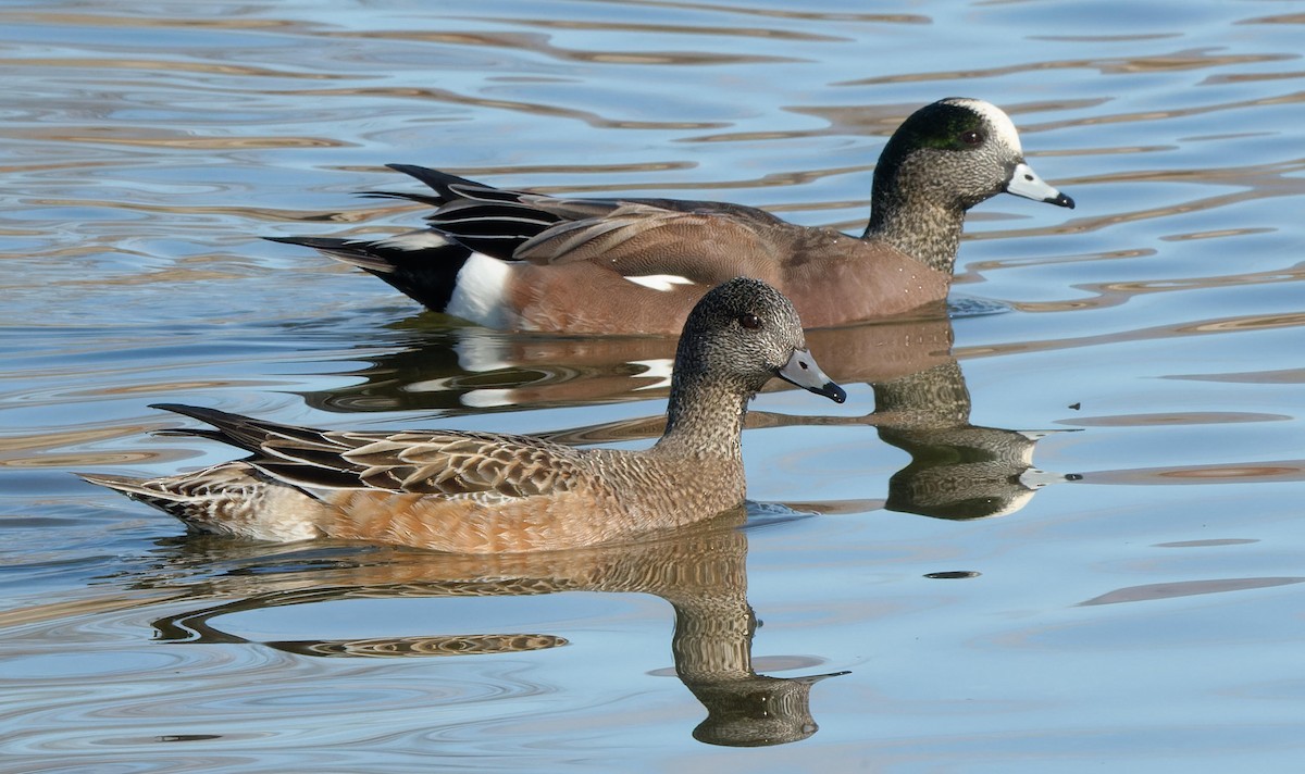 Canard d'Amérique - ML614607953