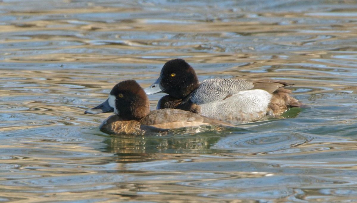 Lesser Scaup - Leslie Holzmann