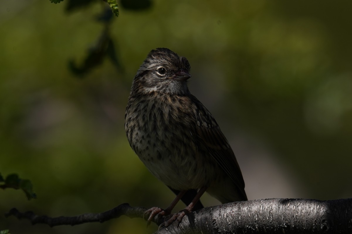 Rufous-collared Sparrow - ML614607974