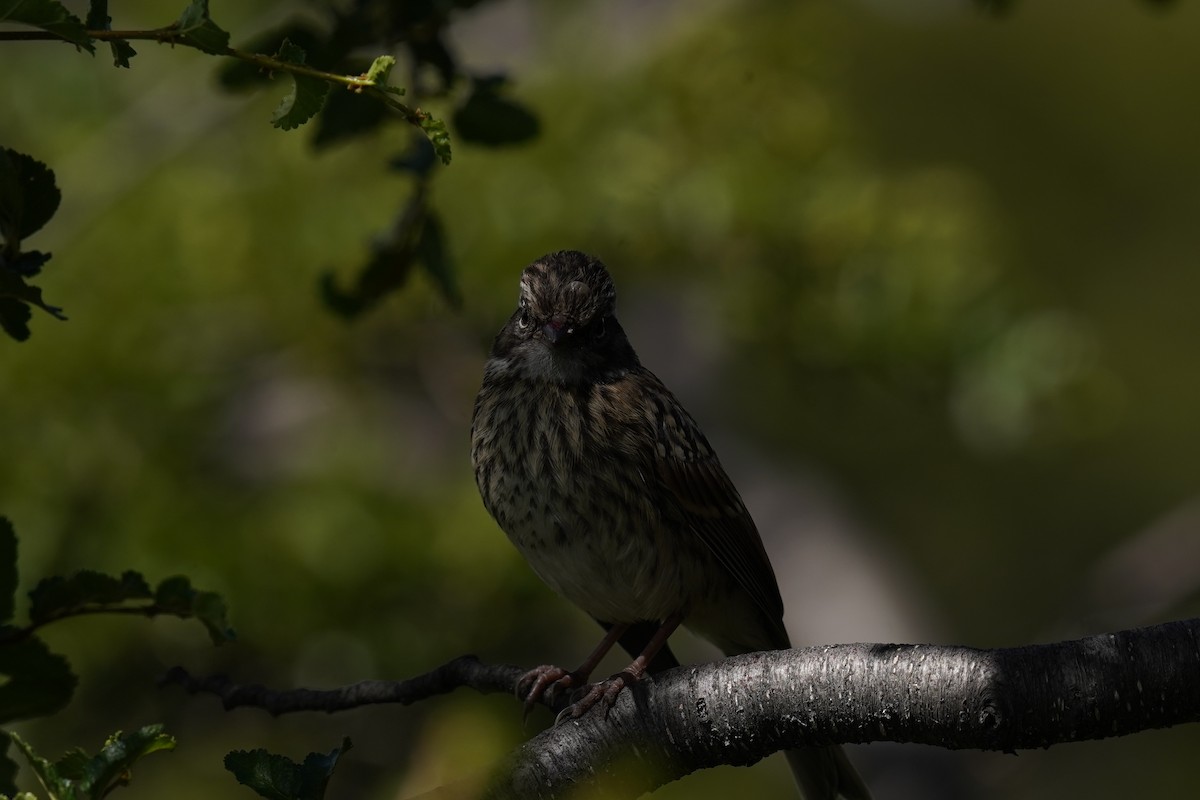 Rufous-collared Sparrow - ML614607975