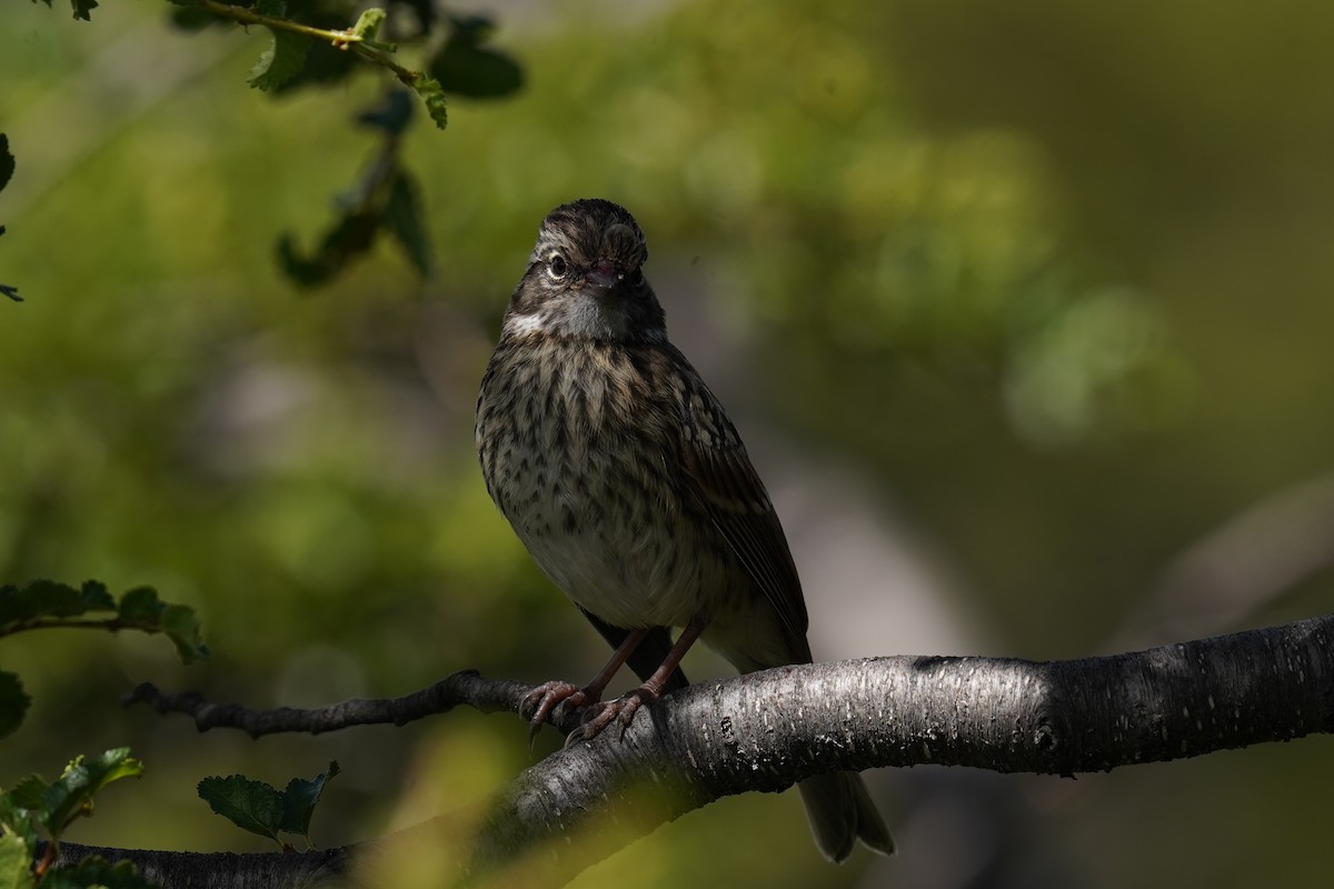 Rufous-collared Sparrow - ML614607977
