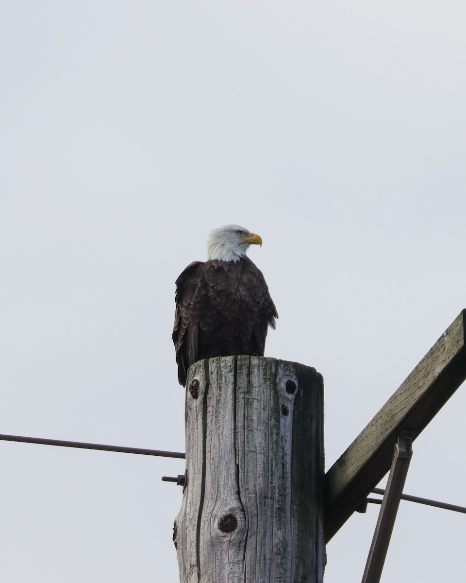 Bald Eagle - ML614608012