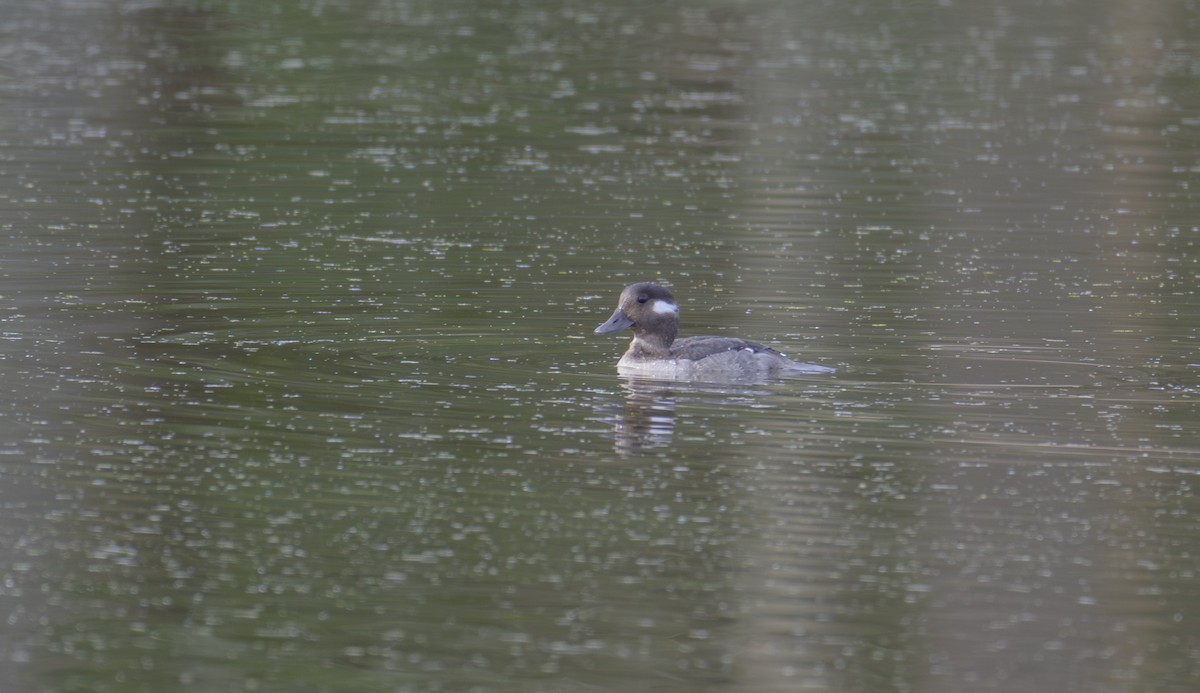 Bufflehead - ML614608055