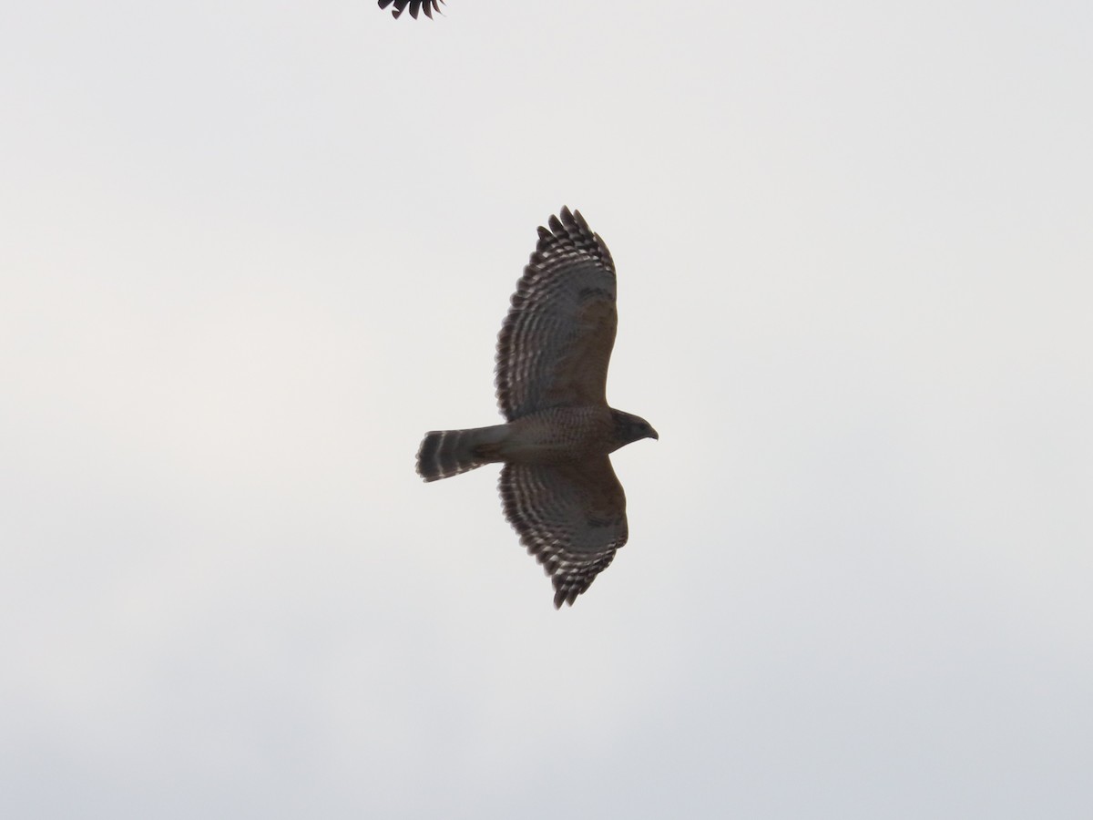 Red-shouldered Hawk - ML614608081