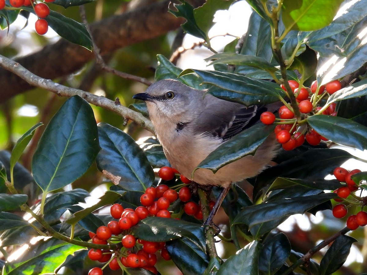 Northern Mockingbird - ML614608095