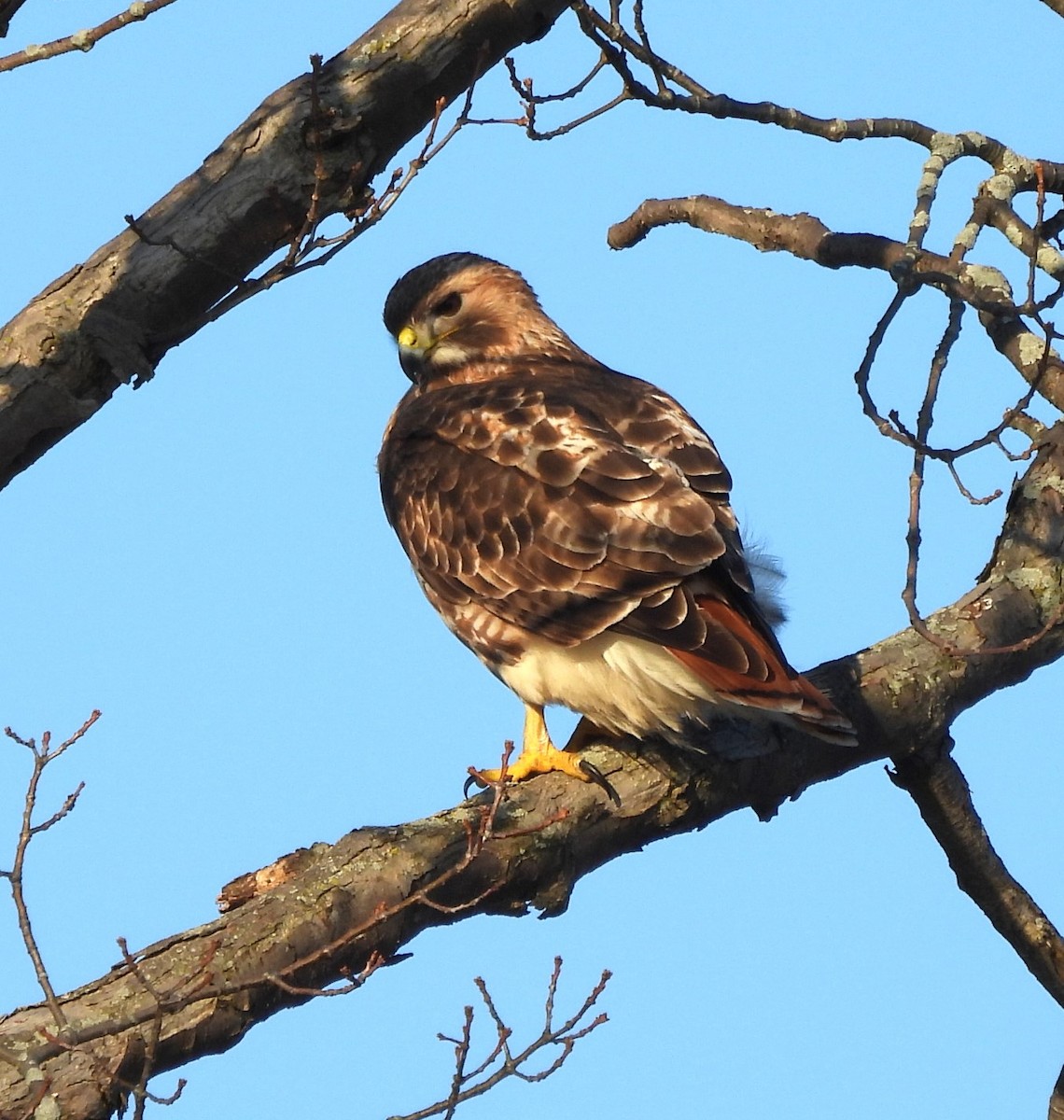 Red-tailed Hawk - ML614608112