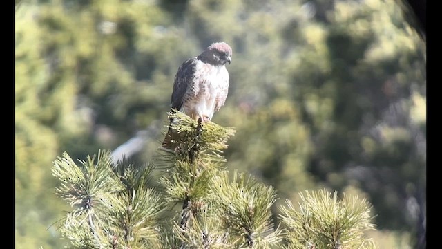 Red-tailed Hawk - ML614608153