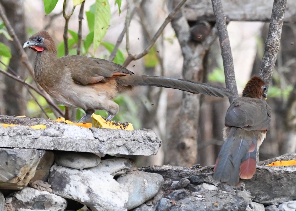 Rufous-headed Chachalaca - ML614608274