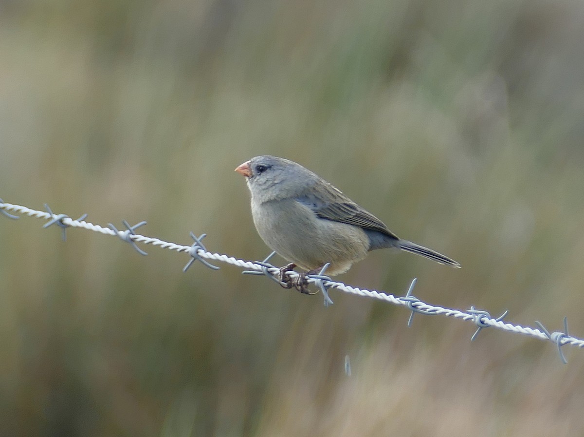 Plain-colored Seedeater - ML614608345