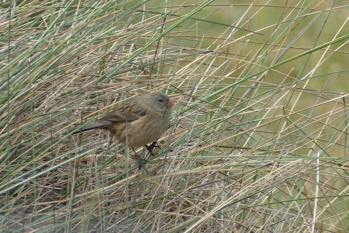Plain-colored Seedeater - ML614608346
