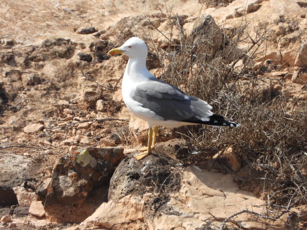 Yellow-legged Gull (atlantis) - Nicolas Detriche