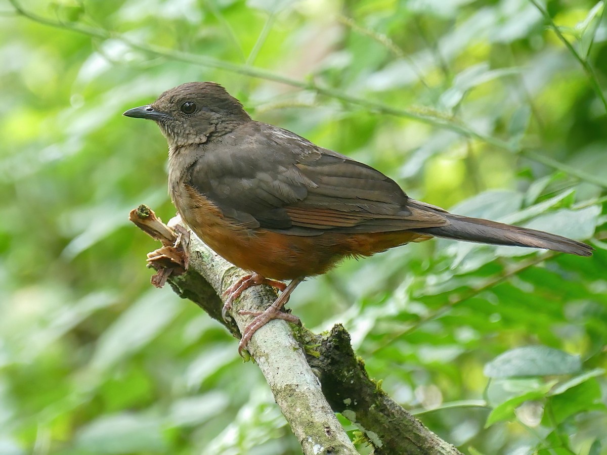 White-tailed Ant-Thrush - Neocossyphus poensis - Birds of the World