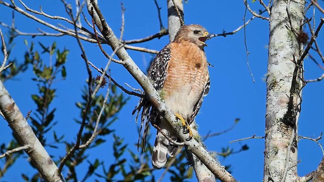 Red-shouldered Hawk - ML614608460