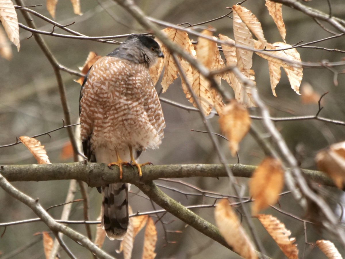 Cooper's Hawk - ML614608558