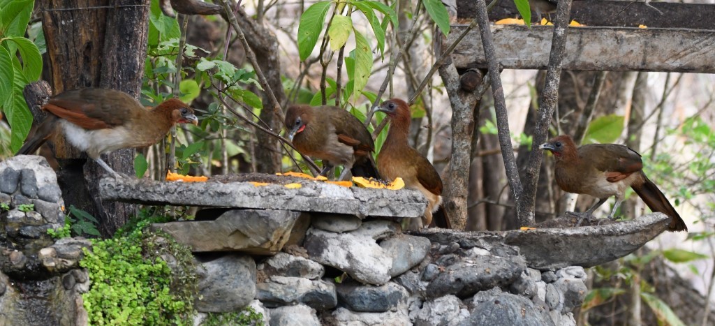 Rufous-headed Chachalaca - ML614608566