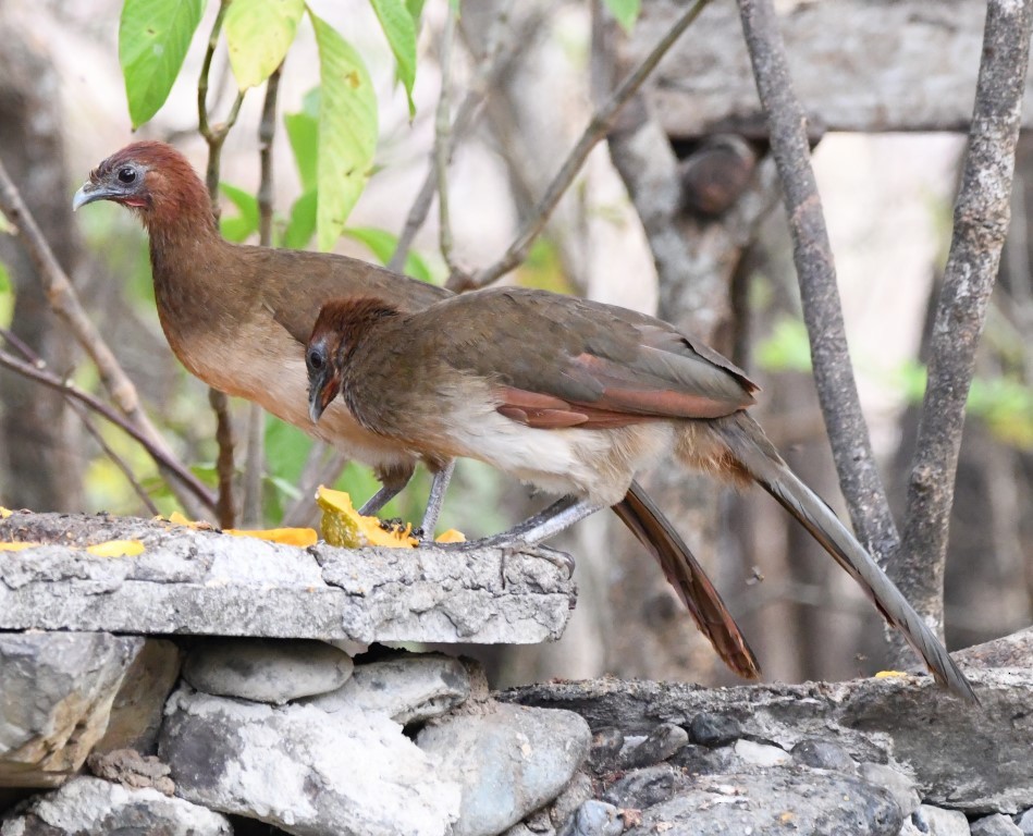 Rufous-headed Chachalaca - ML614608567