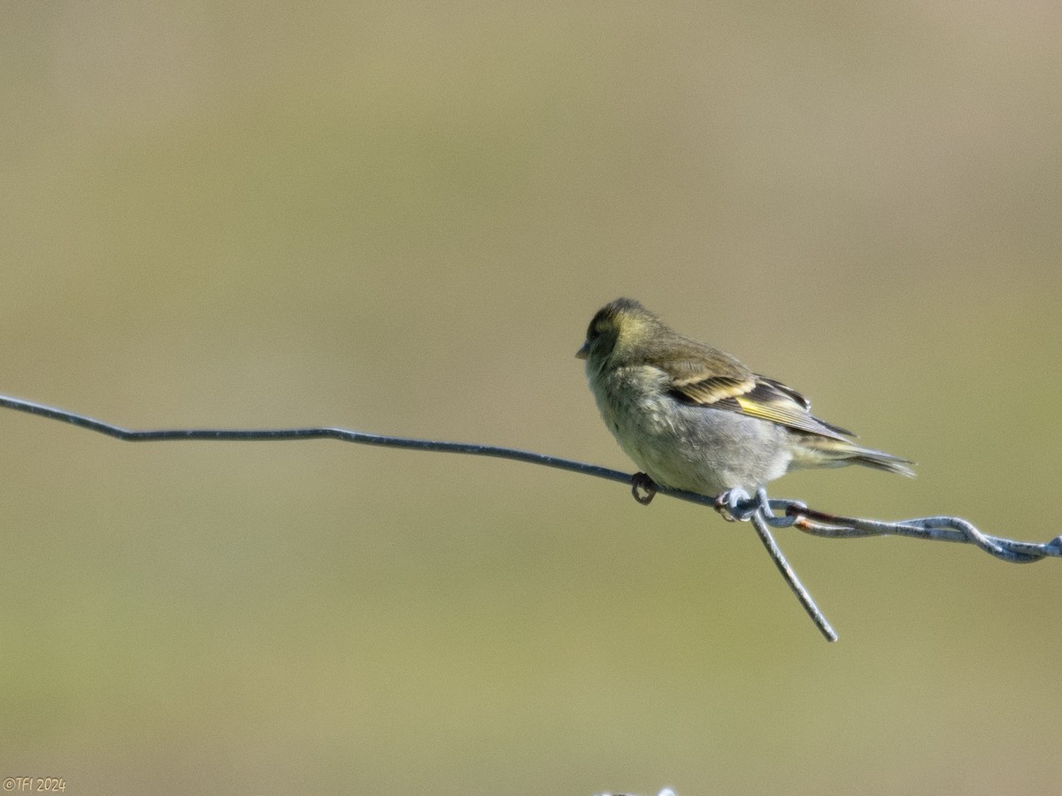 Black-chinned Siskin - ML614608679