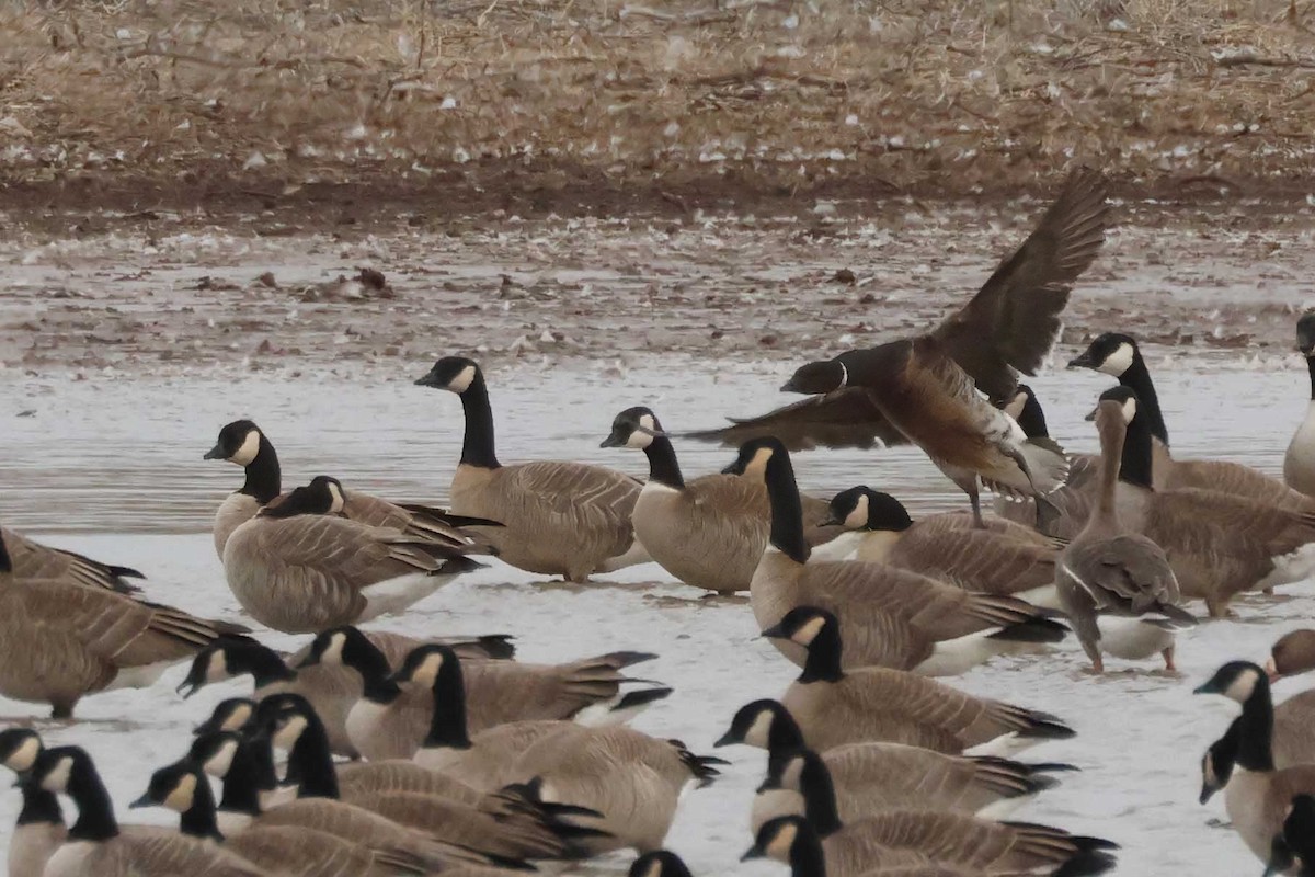 berneška tmavá (ssp. nigricans) - ML614608745