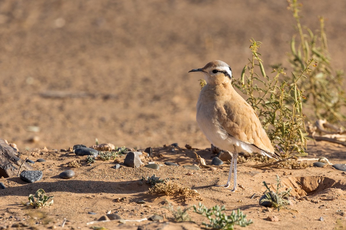 Cream-colored Courser - ML614608868