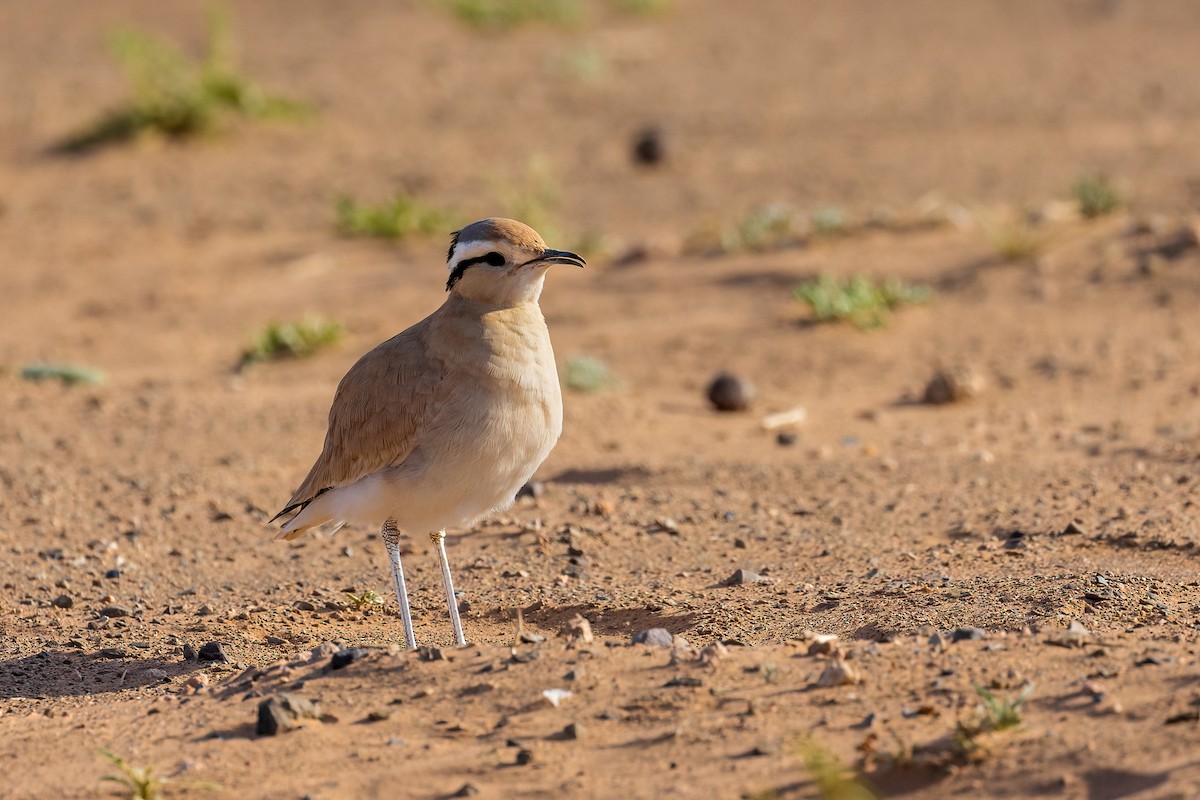 Cream-colored Courser - ML614608869