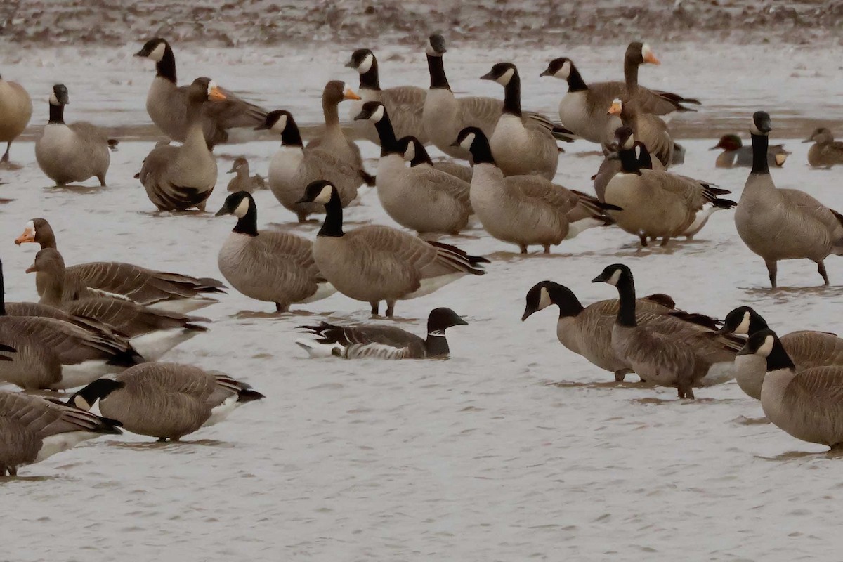 Branta musubeltza (nigricans) - ML614608874