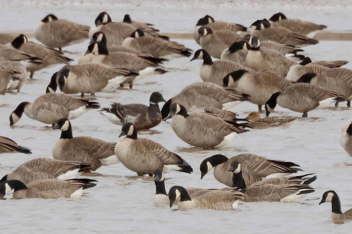 berneška tmavá (ssp. nigricans) - ML614608879