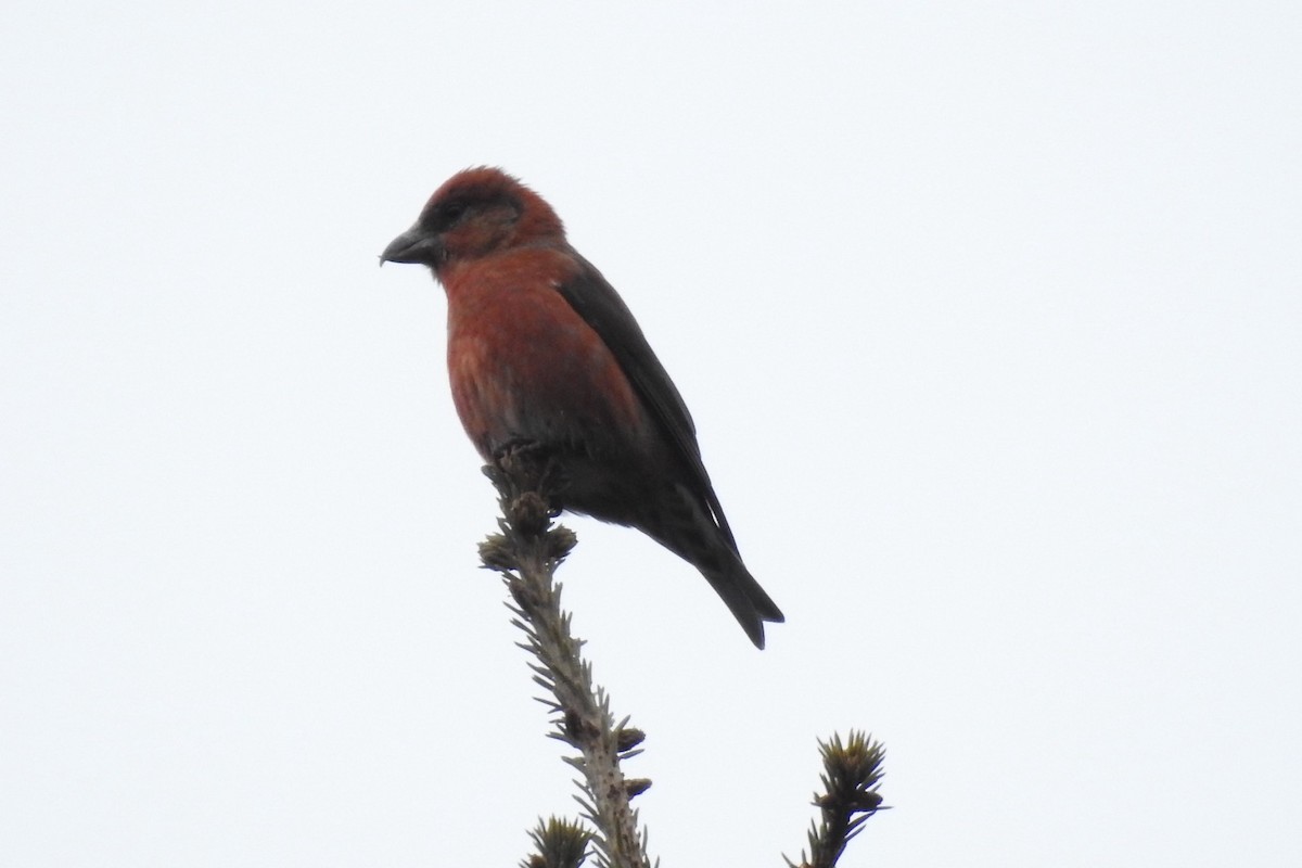 Red Crossbill - ML614608887