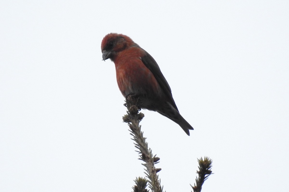 Red Crossbill - ML614608889