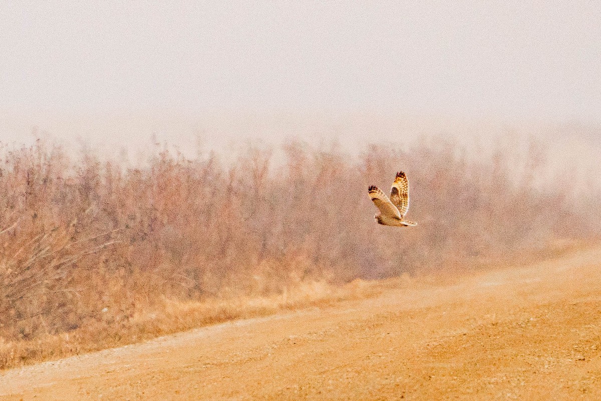 Short-eared Owl - ML614608915