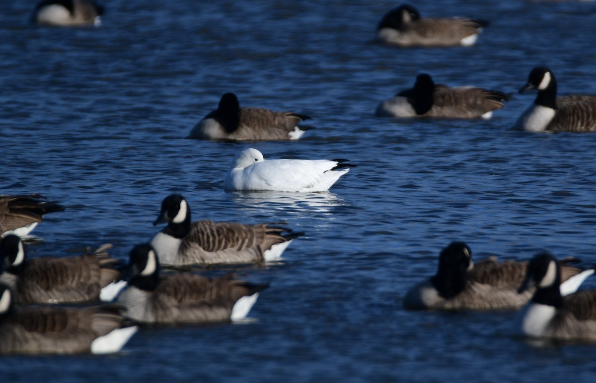 Ross's Goose - ML614608943