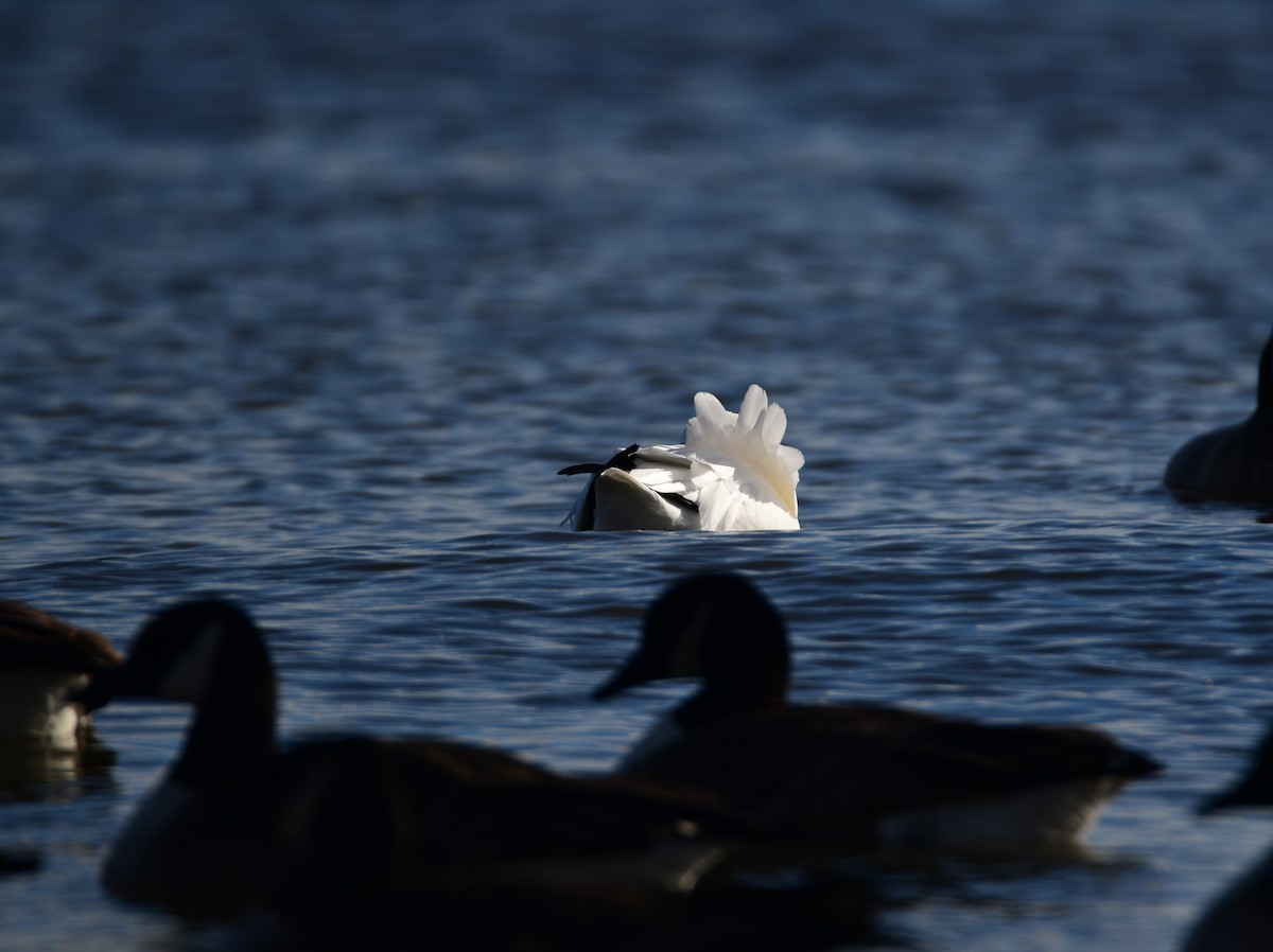 Ross's Goose - Chaiby Leiman