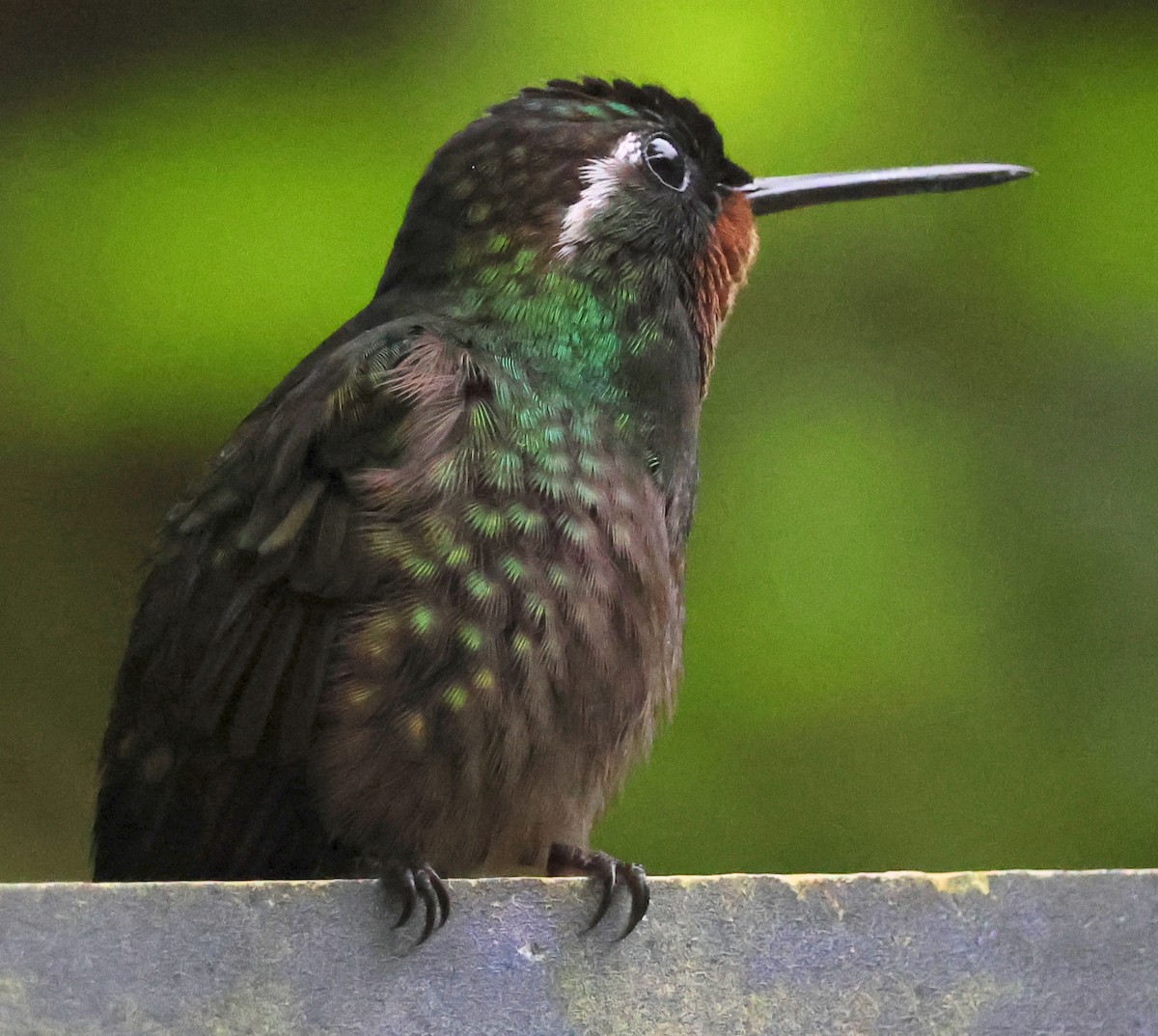 Colibrí Gorjipúrpura - ML614608955