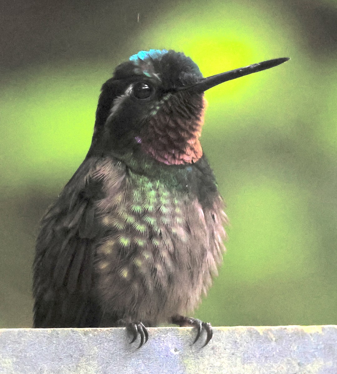 Colibrí Gorjipúrpura - ML614608957